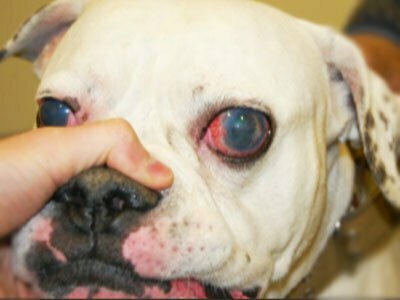 primarni glaukom kod psa