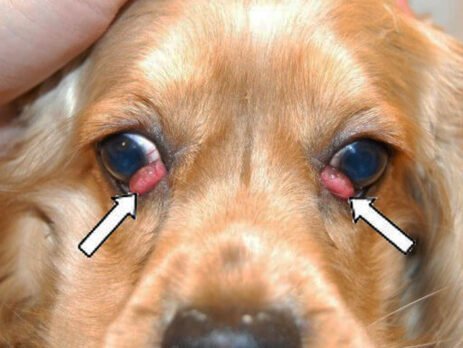Prolapse of the gland of the third eyelid in dogs