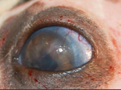secondary glaucoma in the dog