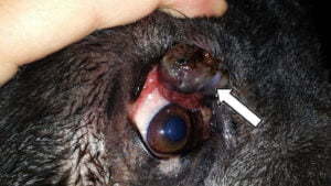 Neoplasia of the eyelid in a dog