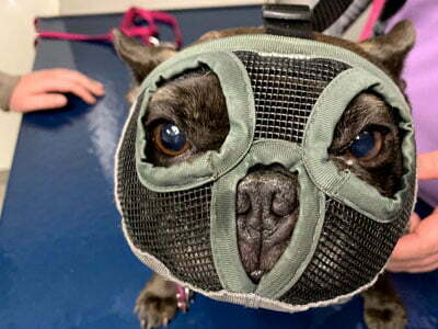 patient fixation French Bulldog